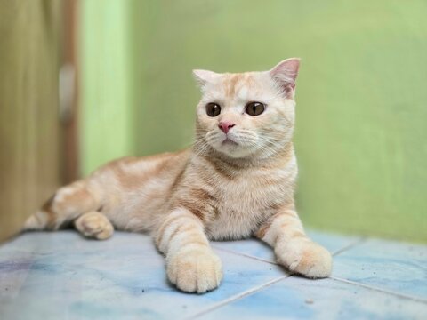 Scottish Fold Cat Resting: A charming Scottish Fold cat with characteristic folded ears and wide, expressive eyes rests on a tiled surface, looking curiously into the distance.