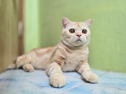 Scottish Fold Cat Relaxation: A ginger Scottish Fold cat with distinctive folded ears reclines elegantly, its amber eyes gazing thoughtfully into the distance.