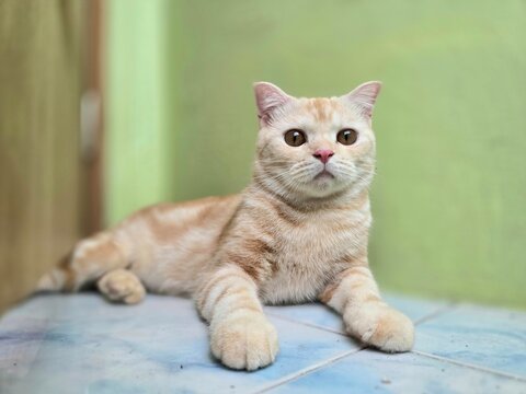 A Creamy Scottish Fold Cat with Striking Eyes: This adorable Scottish Fold kitten, with its creamy ginger fur and captivating amber eyes, lounges with perfect poise.