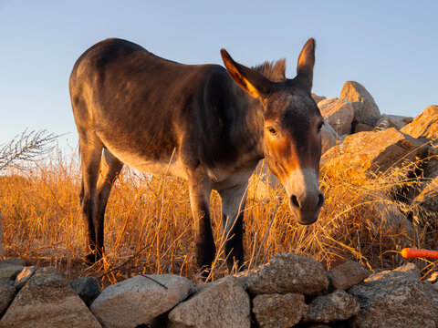 A Greek donkey on Mykonos Island in Greece at sunset