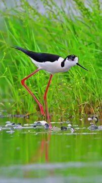 black crowned night heron