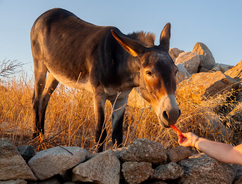 A Greek donkey on Mykonos Island in Greece at sunset