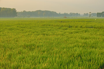 Fototapeta premium Vast green rice field landscape with hazy forest background in Subang West Java