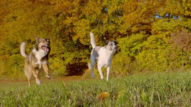 SLOW MOTION Two energetic mixed breed dogs run freely across grassy meadow bordered by glowing autumn trees on sunny day in Dolenjska, Slovenia. Freedom and playful companionship in vivid fall colours