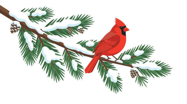 Bright red cardinal bird perched on snowy pine tree branch with pinecones in winter nature illustration