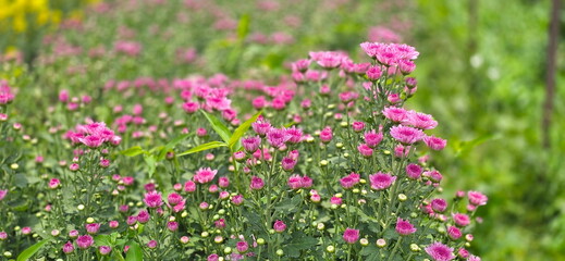 Fototapeta premium Chrysanthemums have bright pink to purplish-pink flowers with petals arranged in layers. Button chrysanthemums are notable for their densely packed petals forming compact, rounded clumps. Mums 