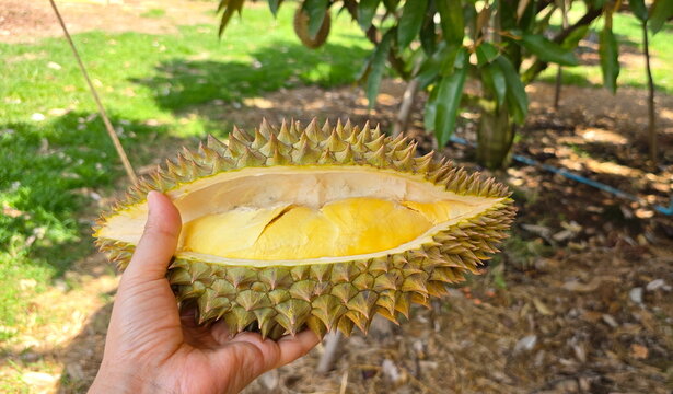 Hand holds piece of durian, bright golden yellow flesh densely packed inside segments. Oval-shaped, pocket-sized fruit has been cut open to reveal ripe, ready-to-eat flesh. Greenish-brown thorns
