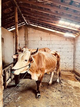 Domestic brown cows in stable rustic barn interior with brick walls IMG 4436