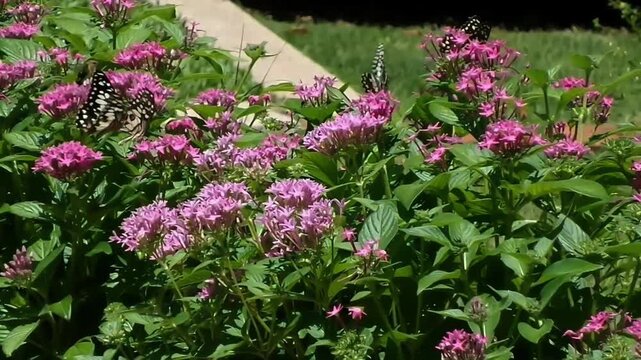 A beautiful slow-motion macro footage capturing four lime swallowtail butterflies perched together, gently flapping their wings while feeding on nectar from vibrant pink Pentas lanceolata flowers.