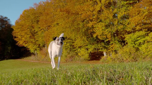 SLOW MOTION: White mixed breed dog trots freely across green grass with glowing autumn trees in the background on a sunny day. Playful energy, off leash freedom and the joy of dog walk in nature.