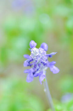 salvia blue giant or Blue Salvia, Mealy Cap Sage or Salvia farinacea Benth or Salvia farinacea or Salvia sp or Lamiaceae or purple flower