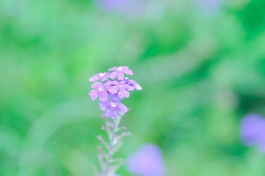 Glandularia gooddingii or Goodding Verbena, Gooding Verbena or Verbena lilacina De la Mina or Verbena Polaris or VERBENACEAE or Garden verbena