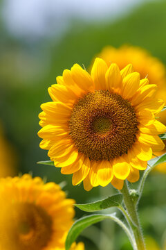 Close up of bright yellow sunflower blooming in summer garden with green leaves and soft sunlight background