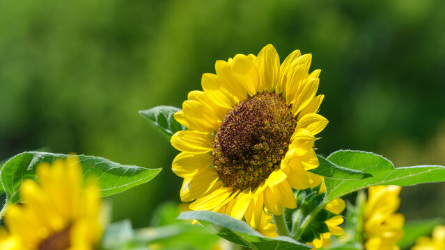 Close up of bright yellow sunflower blooming in summer garden with lush green leaves and bokeh sunlight background