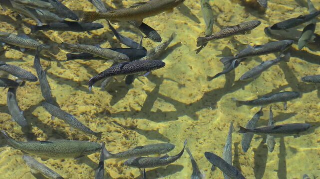 School of trouts swimming in a clear water fish pond. Many fish swimming together in a natural freshwater pond.