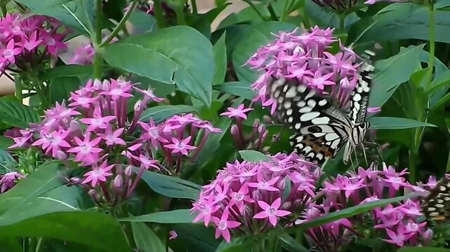 An extreme close-up slow-motion macro video of a lime swallowtail butterfly perched on vibrant pink Pentas lanceolata flowers, gently fluttering its beautifully patterned wings.