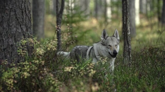 Czechoslovakian wolfdog walking calmly through lush green forest undergrowth captured in cinematic clip.