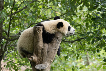 Giant Panda Resting on a Wooden Tree Trunk in Lush Green Environment © foreverhappy