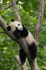 Giant Panda Resting on a Wooden Tree Trunk in Lush Green Environment © foreverhappy