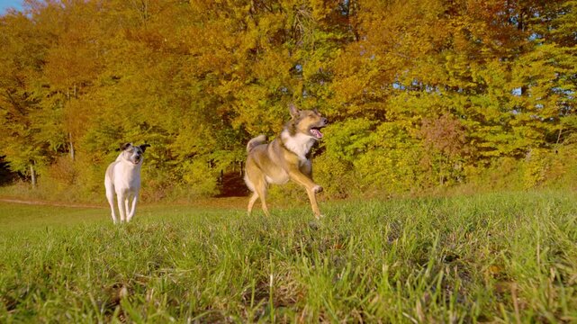 SLOW MOTION: Brown shepherd mix leads while a white mixed breed dog follows across a sunlit meadow framed by brilliant autumn foliage. Joyful movement, obedience and off leash freedom during dog walk.