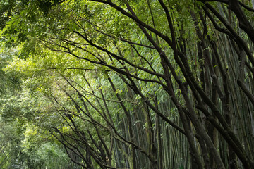 Fototapeta premium Dense Bamboo Grove with Intertwined Tree Branches