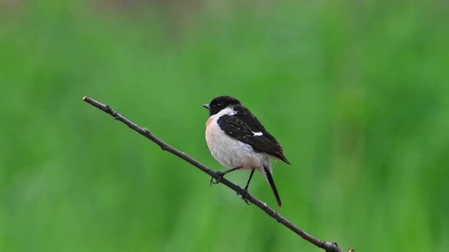 Male Siberian Stonechat Perched on Thin Twig