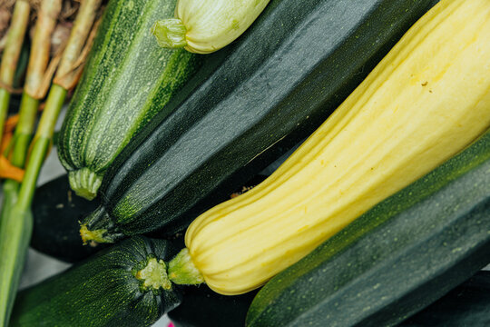 Close-up of freshly harvested green zucchini and yellow summer squash piled together, highlighting smooth skins, natural color variation, and garden-fresh produce