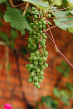 Cluster of unripe green grapes hanging from a grapevine surrounded by fresh green leaves, capturing natural vineyard growth and summer agriculture