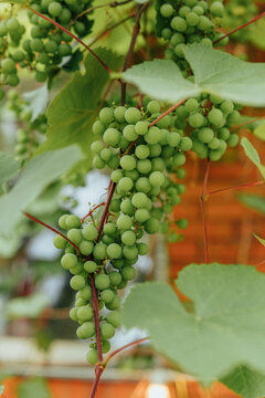 Cluster of unripe green grapes hanging from a grapevine surrounded by fresh green leaves, capturing natural vineyard growth and summer agriculture