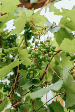 Cluster of unripe green grapes hanging from a grapevine surrounded by fresh green leaves, capturing natural vineyard growth and summer agriculture