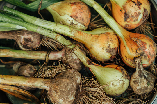 Close-up of freshly harvested yellow onions and garlic bulbs with green stalks, roots, and soil attached, emphasizing rustic farm produce and natural texture