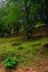 Obraz premium Ancient beech tree covered in green moss with twisted roots in Gorbea Natural Park Basque Country Spain