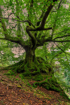 Ancient beech tree covered in green moss with twisted roots in Gorbea Natural Park Basque Country Spain