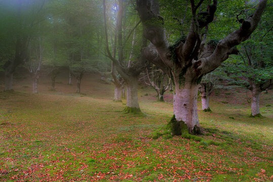 Ancient beech tree covered in green moss with twisted roots in Gorbea Natural Park Basque Country Spain