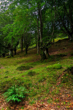 Ancient beech tree covered in green moss with twisted roots in Gorbea Natural Park Basque Country Spain