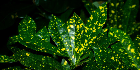 Dark green tropical leaves with bright yellow speckles and natural botanical foliage background © Pixaeye