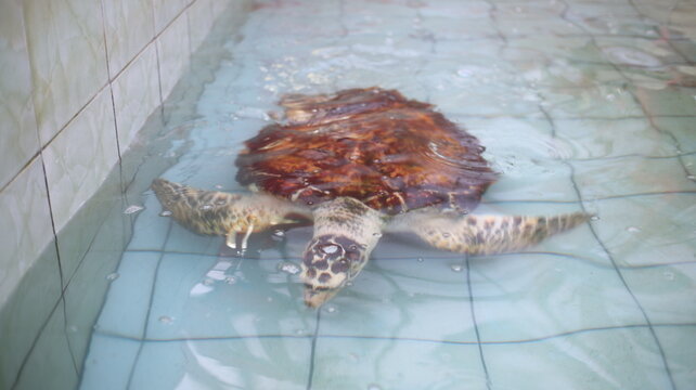 Young sea turtle swimming in shallow clear water over tiled floor, showing patterned shell and textured flippers.