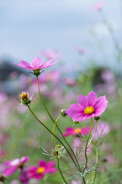 Close up of pretty pink cosmos flowers blooming with green leaves in early autumn nature background