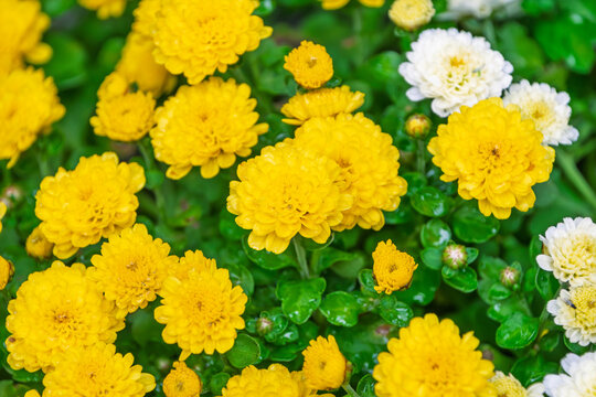 Close up of vibrant yellow and white chrysanthemum flowers blooming in autumn garden background