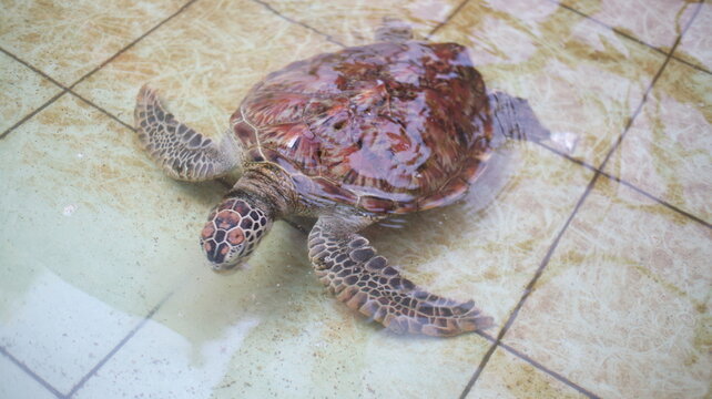 Young sea turtle swimming in shallow clear water over tiled floor, showing patterned shell and textured flippers.