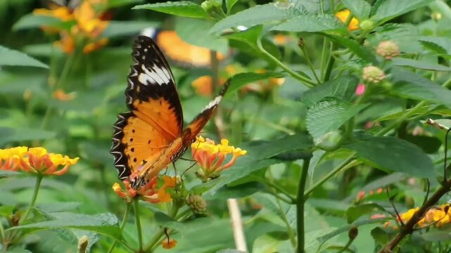 Close up of a Plain Tiger butterfly (Danaus chrysippus) perched on orange and yellow Lantana camara flowers, walking and gently flapping its wings in a lush garden.