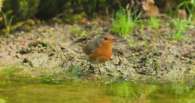4K video; European robin (Erithacus rubecula) drinking from a puddle in a forest, eastern Netherlands