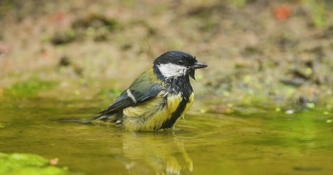 4K video; Great tit (parus major); male taking a bath in a puddle in a forest, eastern Netherlands