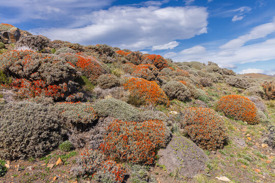 Spring in Patagonia; Flowering Guanaco bush (Anarthrophyllum desideratum) with bright red flowers on a mountain slope, Torres del Paine National Park Chile