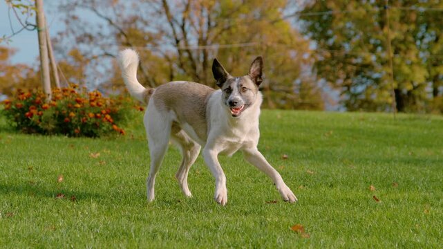 SLOW MOTION: Energetic mixed breed dog races across a sunlit green garden lawn during a playful burst of zoomies. Excitement of a white furry companion and carefree outdoor fun on a warm autumn day.