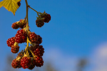 ​A cluster of ripe dark red blackberries hangs on a thin branch against a clear blue sky. Juicy berry fruits embody the richness of summer harvest, natural freshness, and vitamin benefits of a home ga © Олег Струс