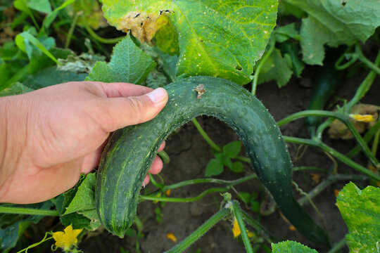 A farmer's hand gently holds a long fresh cucumber right on the vine among green leaves. Harvesting fresh vegetables directly from the garden captures the true aesthetic of organic farming, rural labo
