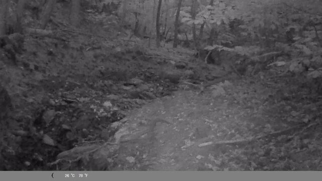 Golden Jackal Walking Through Forest at Night &ndash; Wildlife Camera Trap Footage