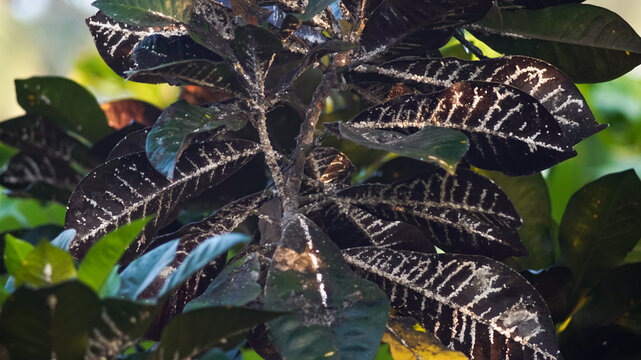 Leaves of a croton plant (*Codiaeum variegatum*) affected by a disorder or pest infestation. The leaf surface appears covered in a white layer or patches resembling an infestation of mealybugs