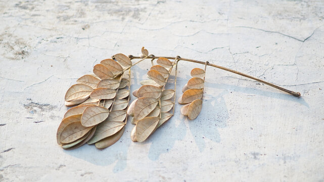 Dried leaves from the Trembesi tree (Samanea saman).